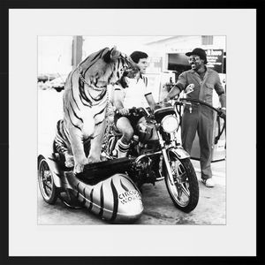 PHOTOBAY - tiger in a side car - Photographie