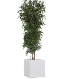 Verdissimo - slim nicoly - Potted Tree