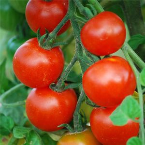 FERME DE SAINTE MARTHE - tomate cerise ab - Seed