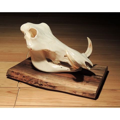 AFRICAN GALLERY - Decorative skull-AFRICAN GALLERY