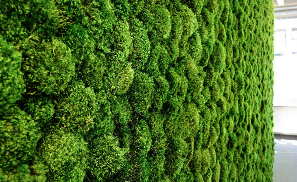 GREENMOOD Muro vegetale Muri vegetali Pareti & Soffitti  | 